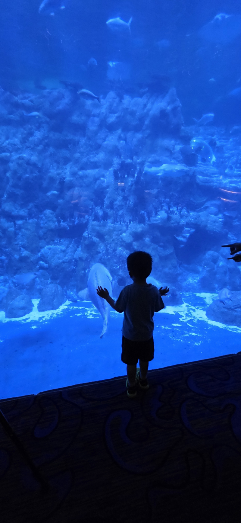 disney-oceanpark 사진